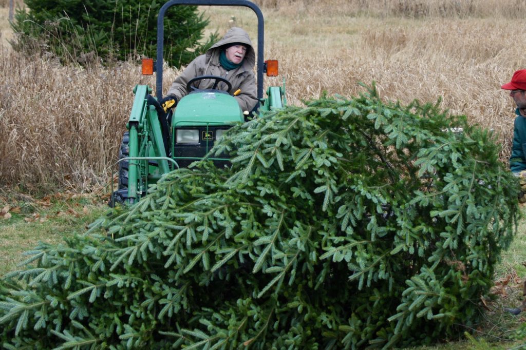 Christmas Tree Farms in Vermont
