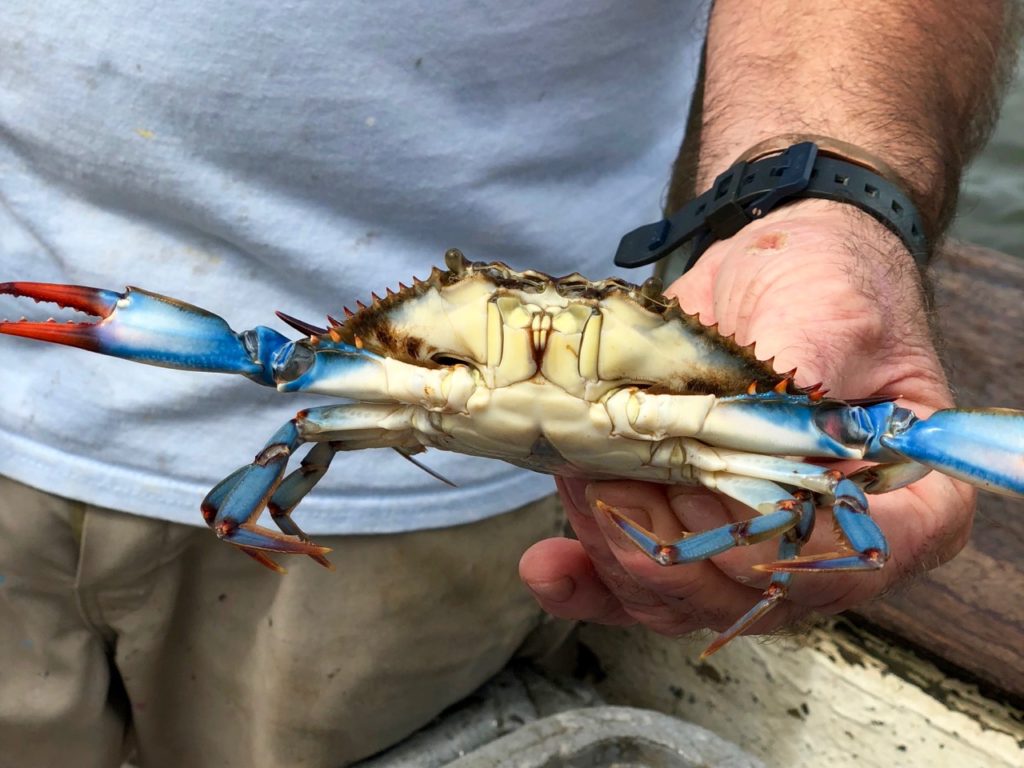 Crabbing on an Outer Banks Vacation